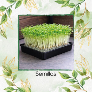 Perejil Liso Para Germinados