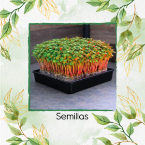 Rábano Crimson Giant Para Germinados