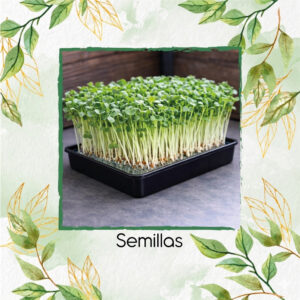 Rábano Daikon Para Germinados