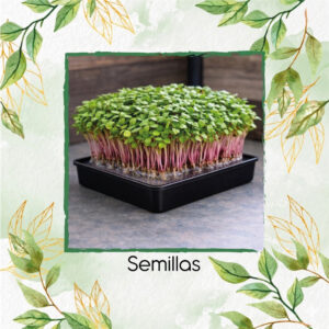 Rábano Flecha Roja Para Germinados