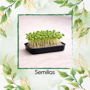Alfalfa Francesa Para Germinados