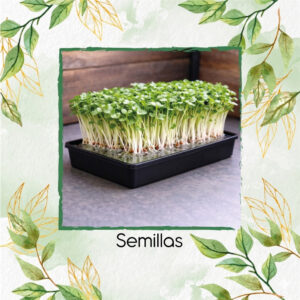 Rábano Minowase Para Germinados