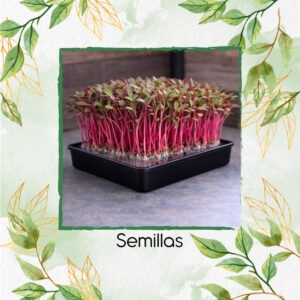 Acelga Rosa Para Germinados