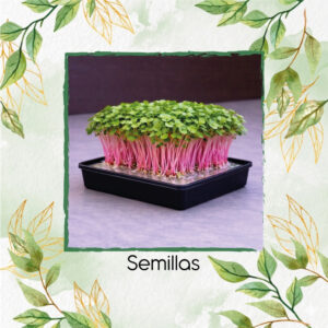 Rábano Púrpura Para Germinados