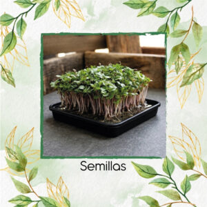 Rábano Rosa De China Para Germinados