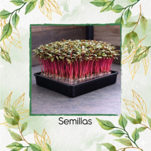Remolacha Para Germinados