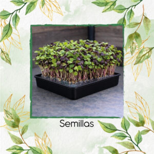 Repollo Copenhagen Para Germinados