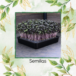 Repollo Morado Para Germinados