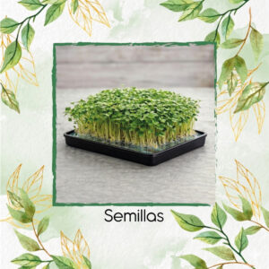 Rúcula Para Germinados