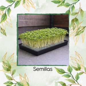 Tatsoi Para Germinados