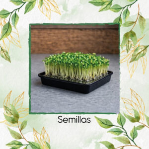 Trébol Blanco Para Germinados