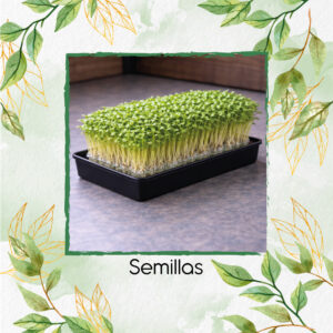 Berro Para Germinados