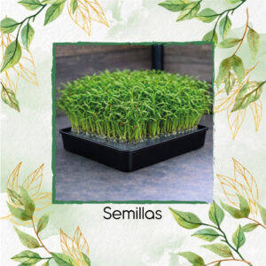 Zanahoria Para Germinados