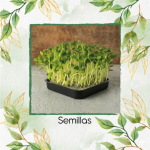 Canola Para Germinados