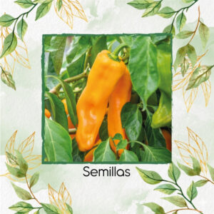 Semillas De Pimentón Dorado Treasure Híbrido F1