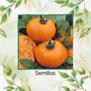 Tomate Naranja Chef's Choice Híbrido F1
