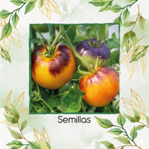 Semillas Orgánicas De Tomate Sueño De Alicia