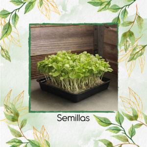 Borraja Para Germinados