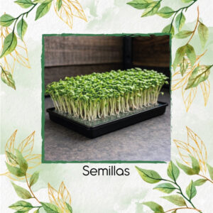Brócoli Waltham 29 Para Germinados