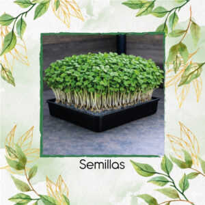 Coliflor Para Germinados