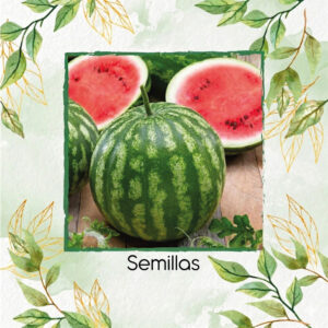 Semillas De Sandía Cal Sweet Bush Híbrido F1