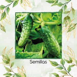 Semillas Orgánicas De Pepino Encurtido De Wisconsin