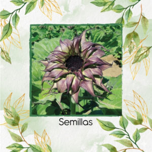 Semillas De Girasol Sunfill Purple Híbrido F1