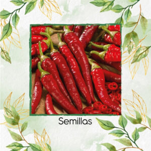 Semillas De Ají Picante Fuego Trail Híbrido F1