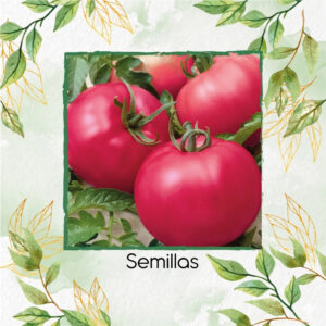 Semillas De Tomate Rosado Chef's Choice Híbrido F1