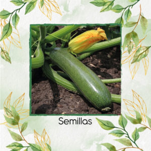 Semillas De Zucchini Garden Spineless Híbrido F1