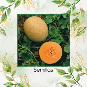 Semillas De Melón Olympic Express Híbrido F1