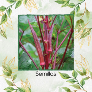 Semillas Orgánicas De Okra Borgoña