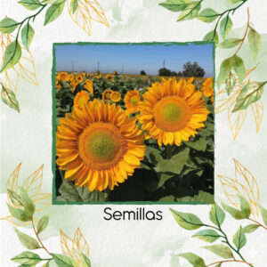 Semillas De Girasol ProCut® Gold Lite DMR Híbrido F1