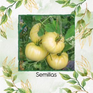 Semillas De Tomate Blanco Chef's Choice Híbrido F1