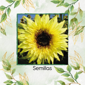 Semillas De Girasol Starburst Lemon Éclair Híbrido F1