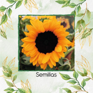 Semillas De Girasol Vincent's® Choice & Fresh Híbrido F1