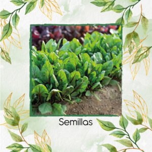 Semillas De Espinaca Red Tabby Híbrido F1