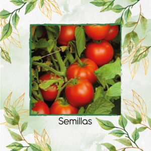 Semillas De Tomate Early Doll Híbrido F1