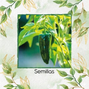 Semillas Orgánicas De Ají Poblano