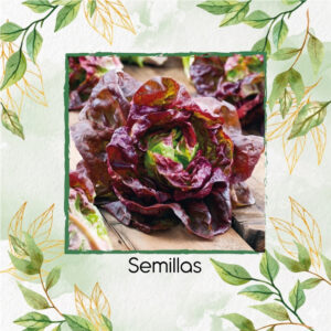 Semillas Orgánicas De Lechuga Carmona Roja