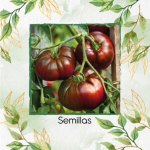 Semillas De Tomate Negro Chef's Choice Híbrido F1