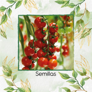 Semillas De Tomate Cherry Red Cocktail Híbrido F1