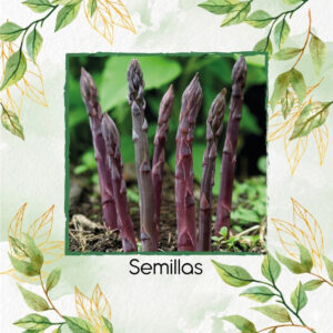 Semillas De Espárragos Purple Passion Híbrido F1