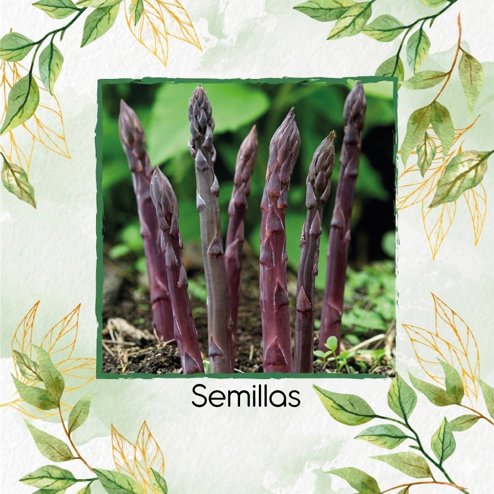Semillas De Espárragos Purple Passion Híbrido F1