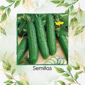 Semillas De Pepino Burpless Bush Slicer Híbrido F1