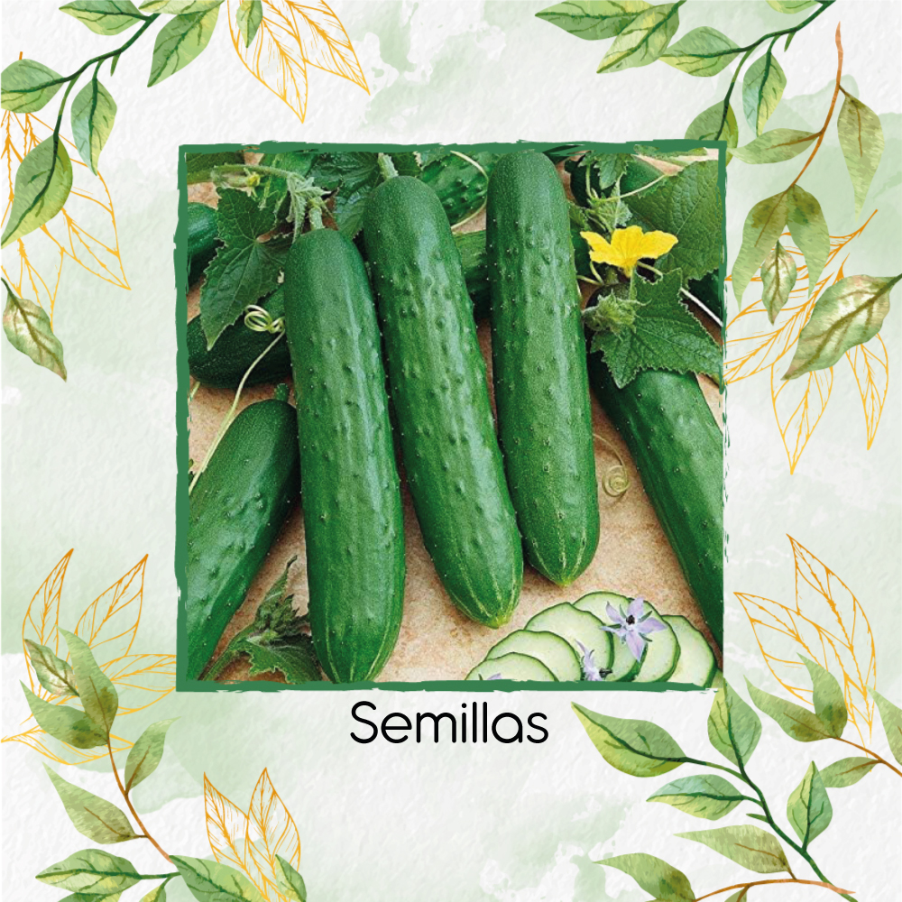 Semillas De Pepino Burpless Bush Slicer Híbrido F1