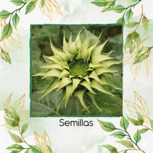 Semillas De Girasol SunFill™ Green Híbrido F1