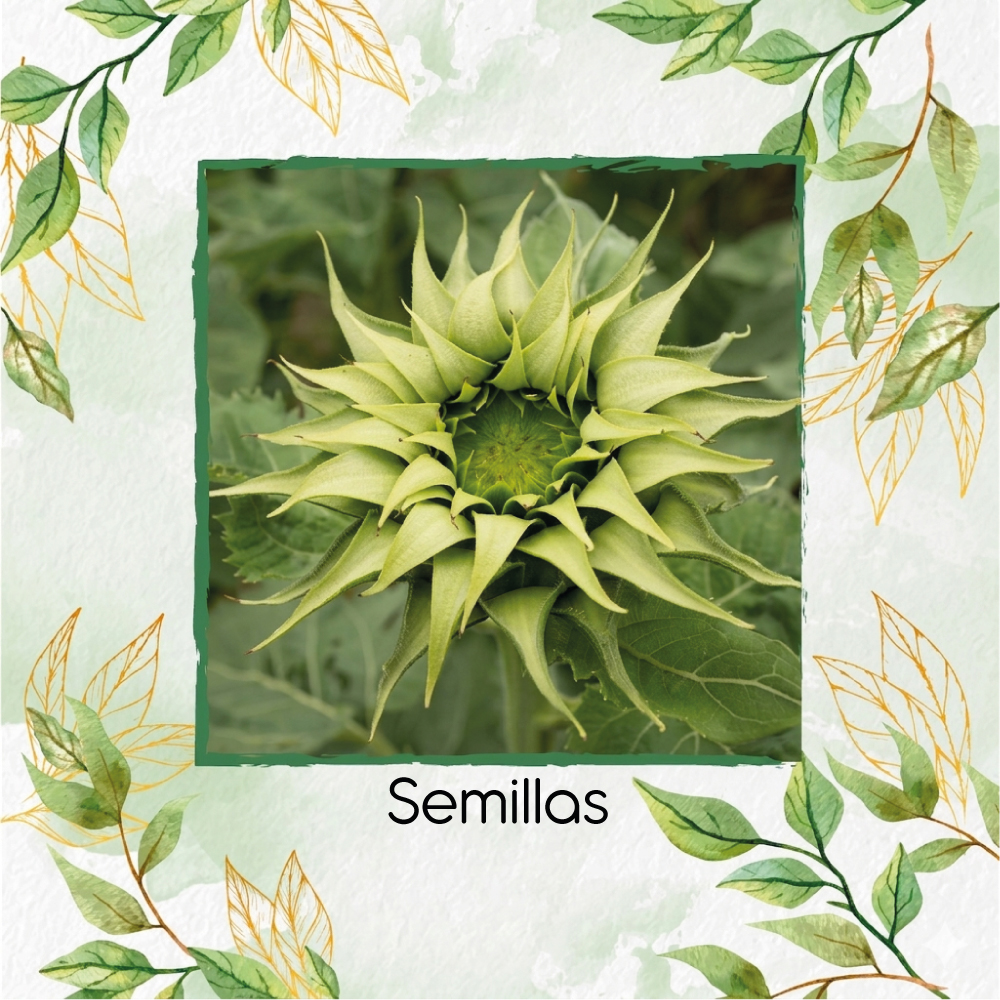 Semillas De Girasol SunFill™ Green Híbrido F1