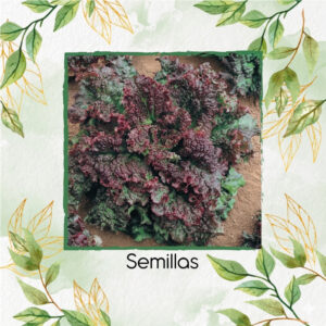 Semillas Orgánicas De Lechuga Crespa Gabriella Morada