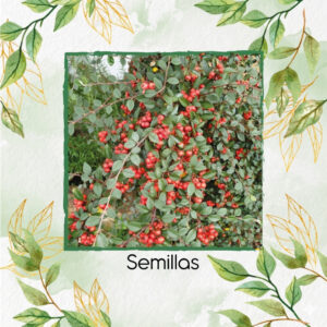 Semillas De Holly Espinoso
